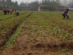 測(cè)土配方施肥有什么規(guī)則