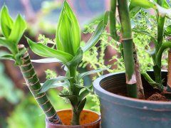 利用土壤氮、磷、鉀檢測器檢測土壤養分