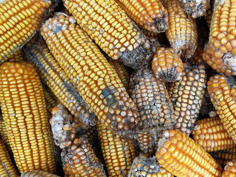 云唐真菌毒素檢測設備，嘔吐毒素檢測儀