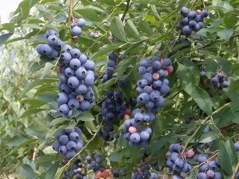 藍莓表面的白霜是農藥殘留嗎？農藥殘留檢測儀來回答