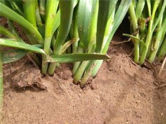 植物莖稈強度測定儀，對作物栽培提供幫助