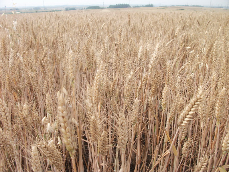小麥中會含有多少黃曲霉素 小麥中會含有多少黃曲霉素