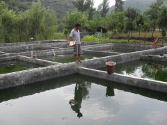 水中硫化氫檢測儀，可以為水產(chǎn)養(yǎng)殖做什么？