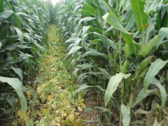 玉米秋收時節，黃曲霉毒素檢測不能少